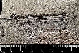 Stenolestes fischeri † (Sieblosiidae †)