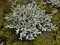 Lichen en Alaska
