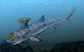 Akmonistion est un holocéphale de l'ordre des Symmoriida.