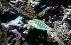 Stethojulis trilineata