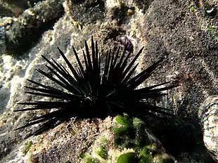 Oursin noir (Stomopneustes variolaris)