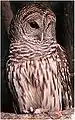 Chouette rayée.