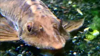 Détail de la tête.