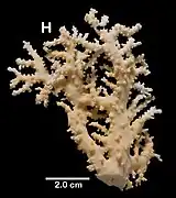 Stylaster trachystomus.