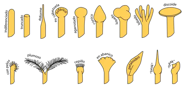 Variations de forme et de taille du stigmate et du style.