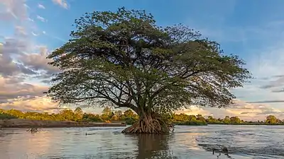 A. saman immergé dans l'eau du Mékong, près de l'île de Don Loppadi, Laos, pendant la saison sèche.