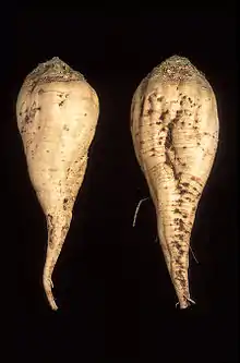 Betteraves à sucre.