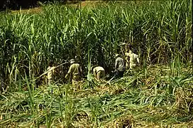 Coupeurs de canne à l'ile Maurice.