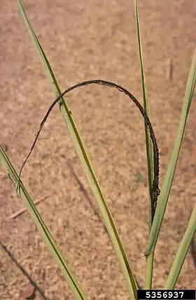 Image illustrative de l’article Charbon de la canne à sucre