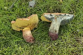 Bleuissement de la chair à la coupe et base du pied betterave