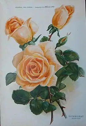 Image illustrative de l’article Sunburst (rose)