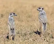 Suricates au même endroit.