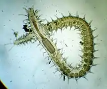 Syllis gracilis, un Syllidae