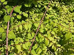 Symphoricarpos chenaulti 'Brain de Soleil' (feuilles).