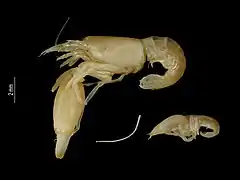 Synalpheus paraneomeris