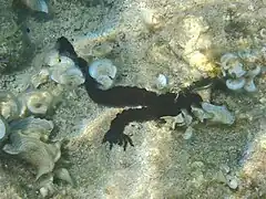 Synaptula reciprocans (invasive de Mer Rouge)