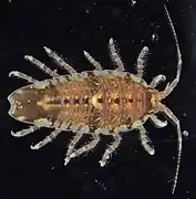 Synidotea laevidorsalis