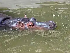 Hippopotame