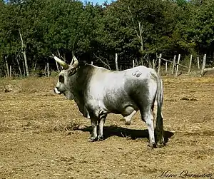 Taureau gris ardoise au cou et au ventre plus foncé. Les cornes ont une forte section.
