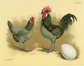 Image illustrative de l’article Andalouse (poule)