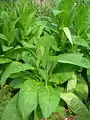 Tabac rustique (Nicotiana rustica)