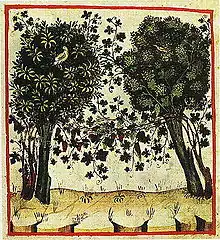 Vigne conduite en hautain arboréTacuinum Sanitatis (1474), Paris, Bibliothèque nationale, Ms. lat. 9333