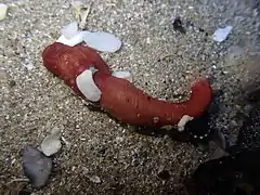 Taeniogyrus dunedinensis