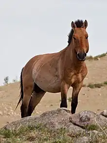 Cheval de Przewalski
