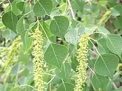 Inflorescence en fleurs.
