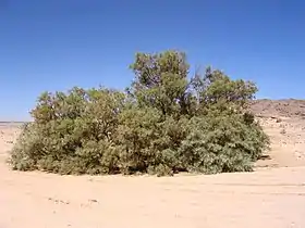 Arbre Tamarix, utilisé pour l'ombre.