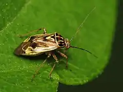 Lygus lineolaris