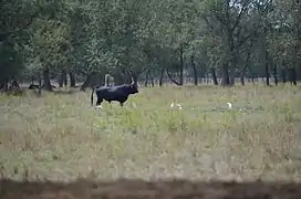Taureau de la manade, dans les prés des Hourtès.