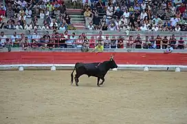 Taureau de la manade Nicollin dans les arènes Paul-Laurent de Beaucaire.