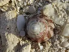 Une troque (Tectus sp.), échoué sur la plage.