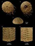 Temnopleurus toreumaticus, test et radioles.