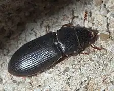 Tenebroides americanus.