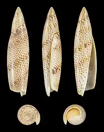 Terebellum terebellum, un Seraphsidae