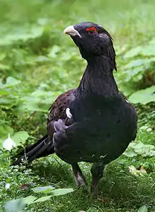 Grand Tétras (Tetrao urogallus), ou Grand coq de bruyère.