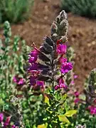 Teucrium marum.
