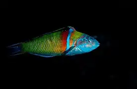 Thalassoma pavo dans les eaux açoriennes