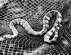 Thalassophis anomalus