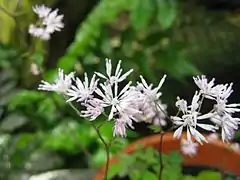 Fleurs de Thalictrum kiusianum.