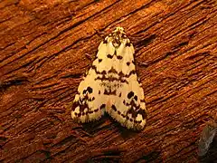 Thallarcha eremicola