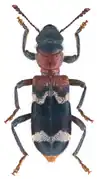 Thanasimus formicarius.