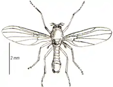 Thaumalea testacea, un Thaumaleidae