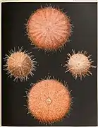 Illustrations de Gracilechinus elegans (à droite).