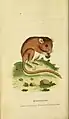 « Loir » (Dormouse), planche naturaliste de 1800