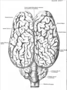 Schéma légendé d'un cerveau.
