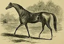 gravure d'un cheval avec une très longue encolure et une petite tête