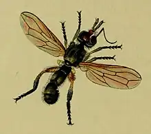 Thecophora fulvipes